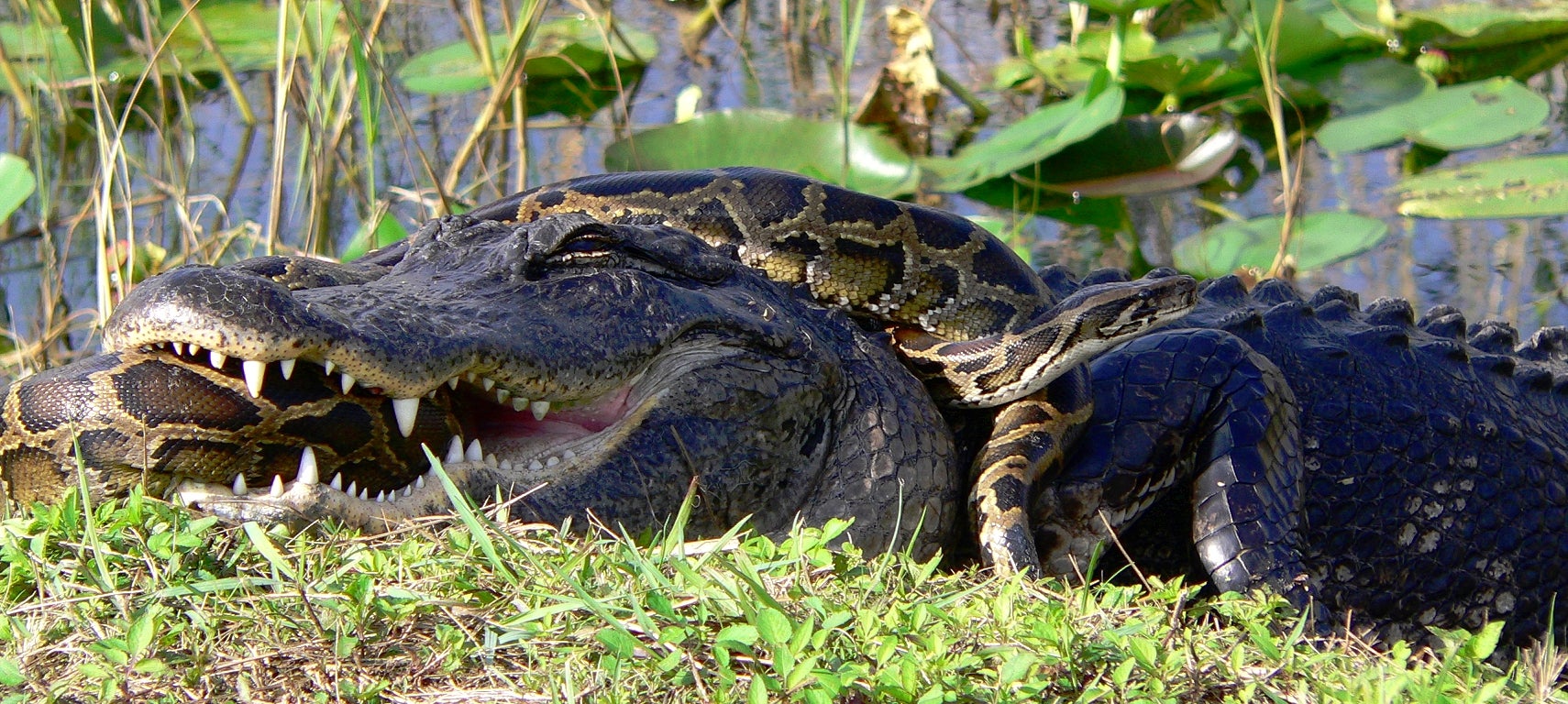 Gator_and_Python_retouched Everglades