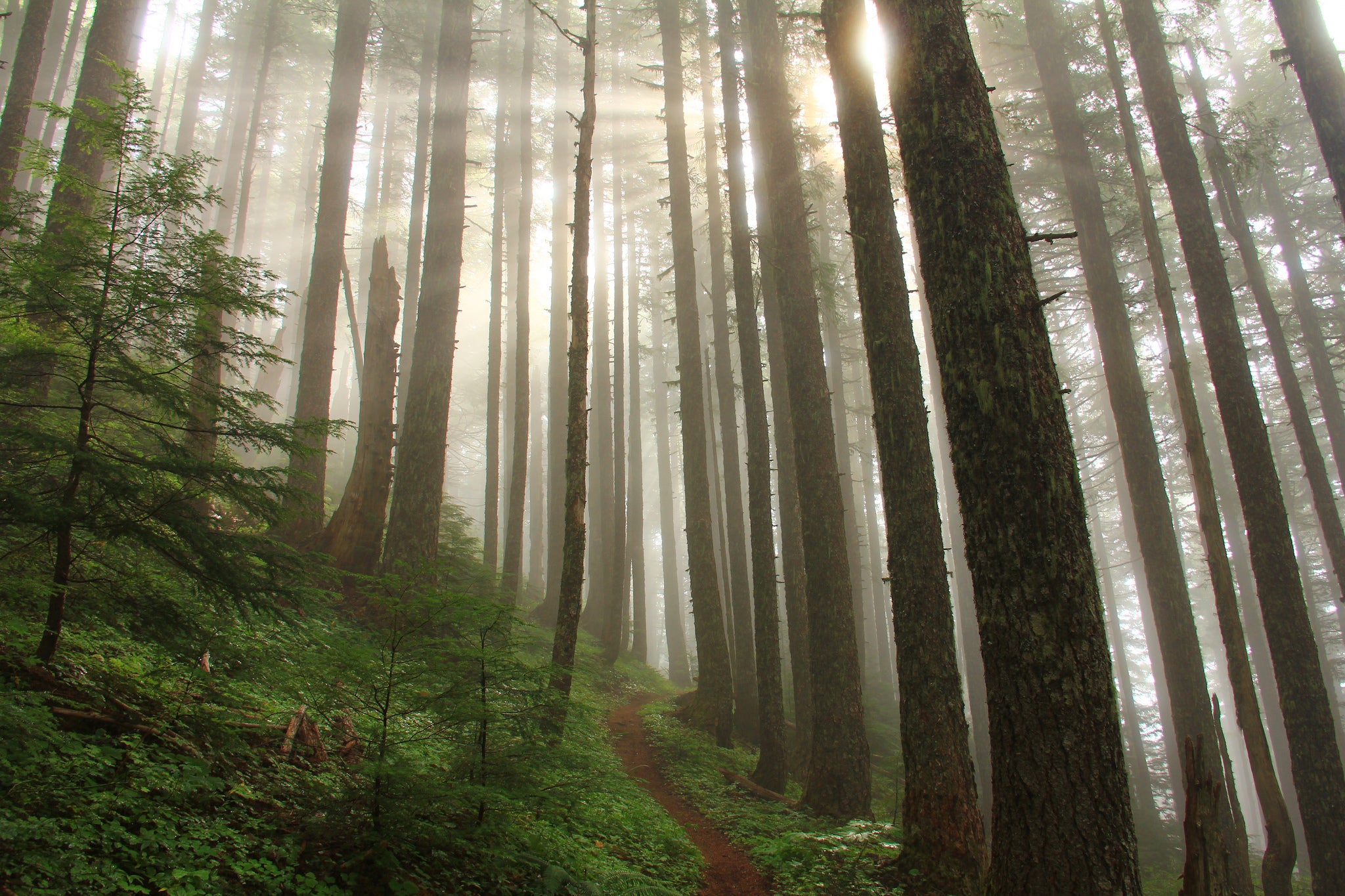 11424340453_79c684aac0_k Hiking trees