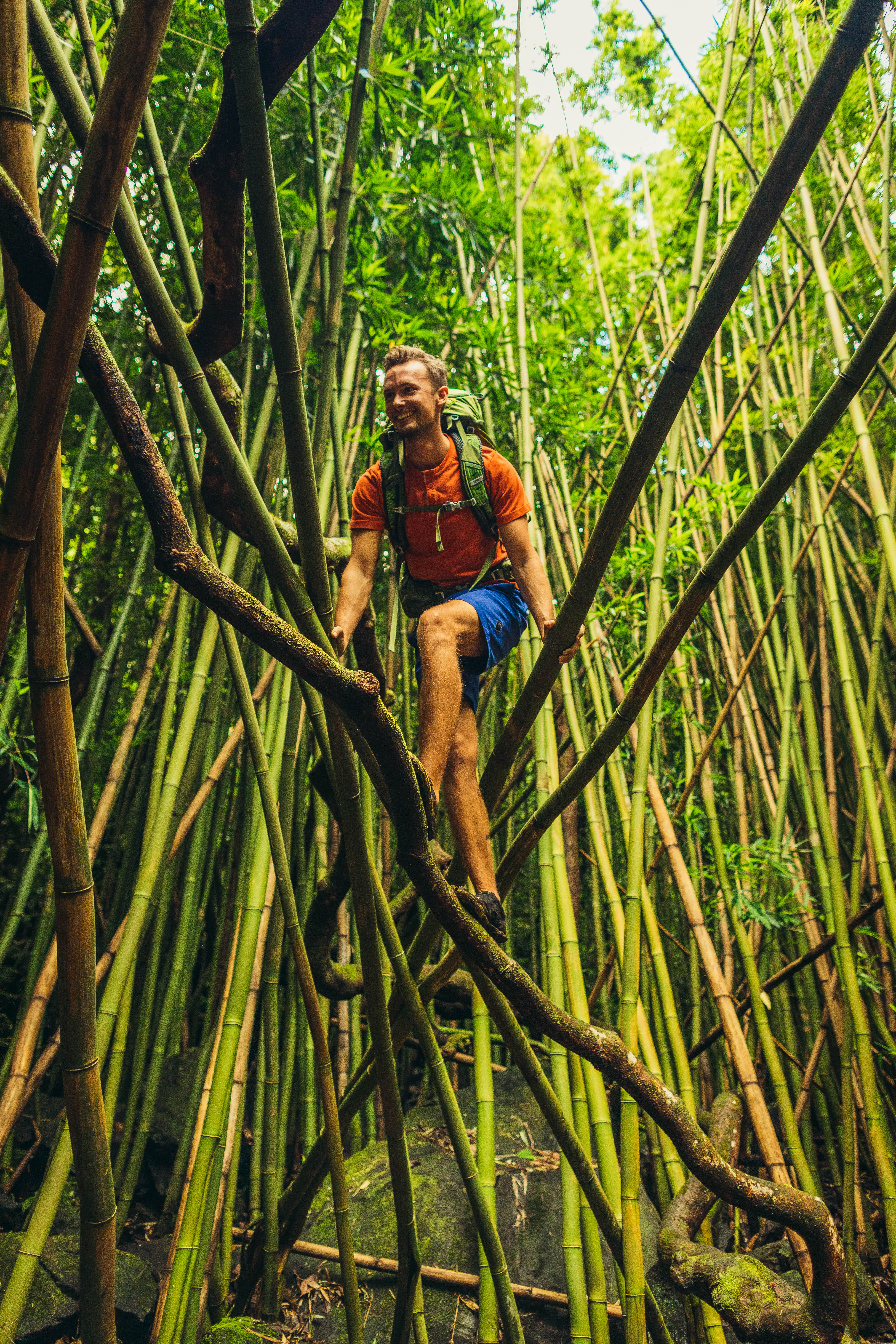 GMP_S19_ZuluJade_Hawaii-2188 Man climbs on bent bamboo tree limbs in Hawaii.