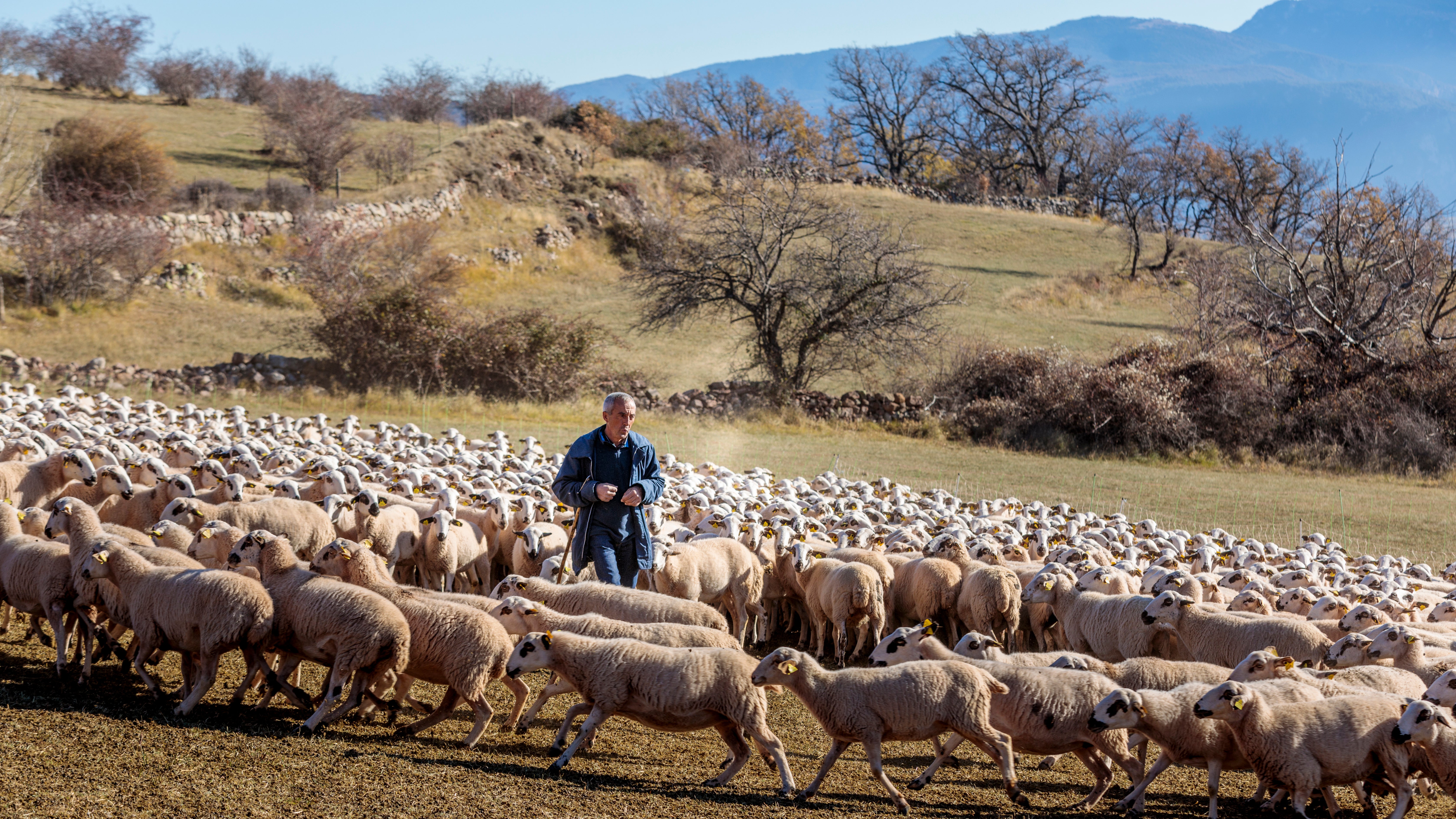 The Fifht Lake @CTB_Christopher Willan Photography. A sea of sheep fill the photo as a man in blue walks among them.