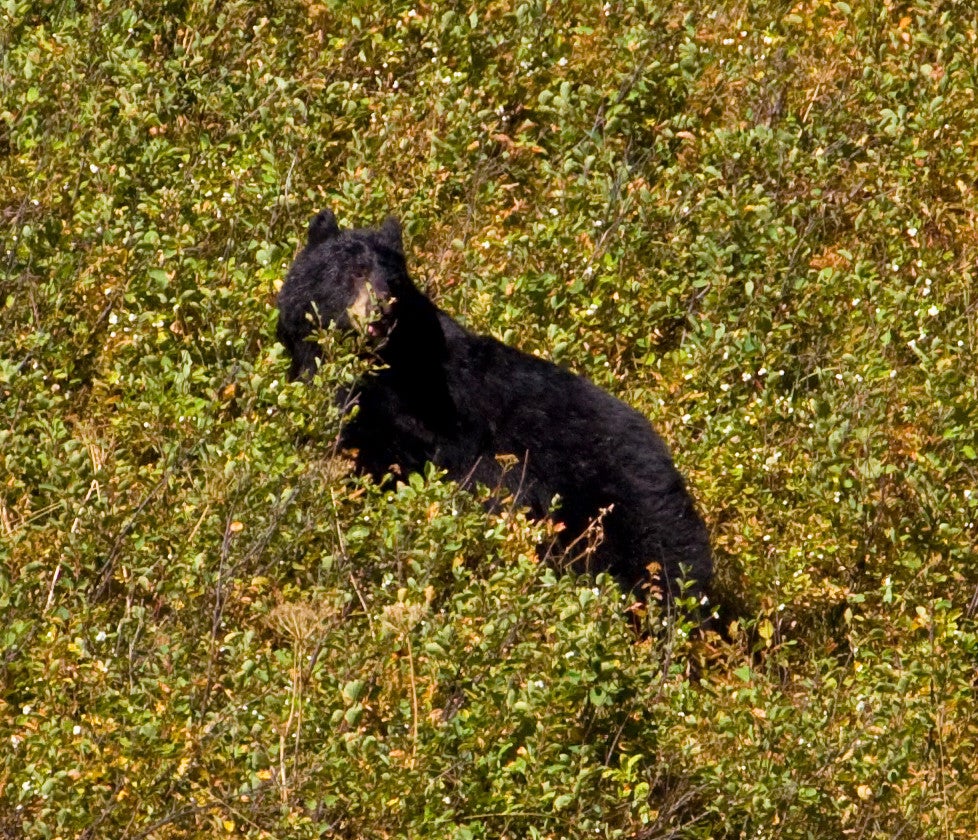 black bear None