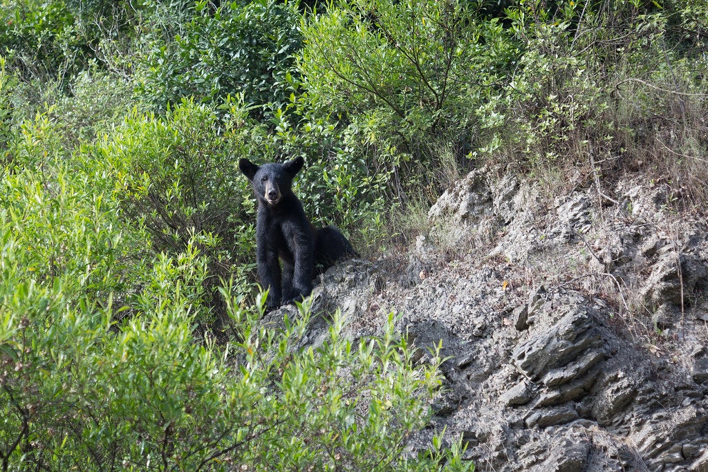 black bear2 None