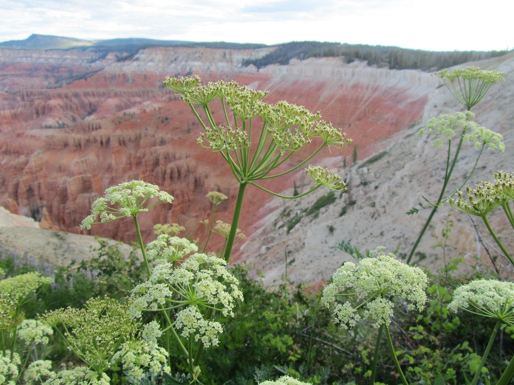 cedar breaks None