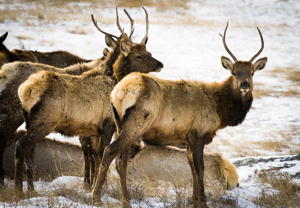 elk None