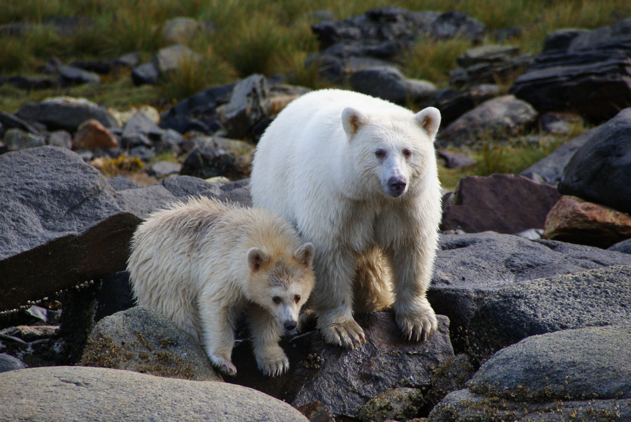 Why Are Spirit Bear Sightings Declining?