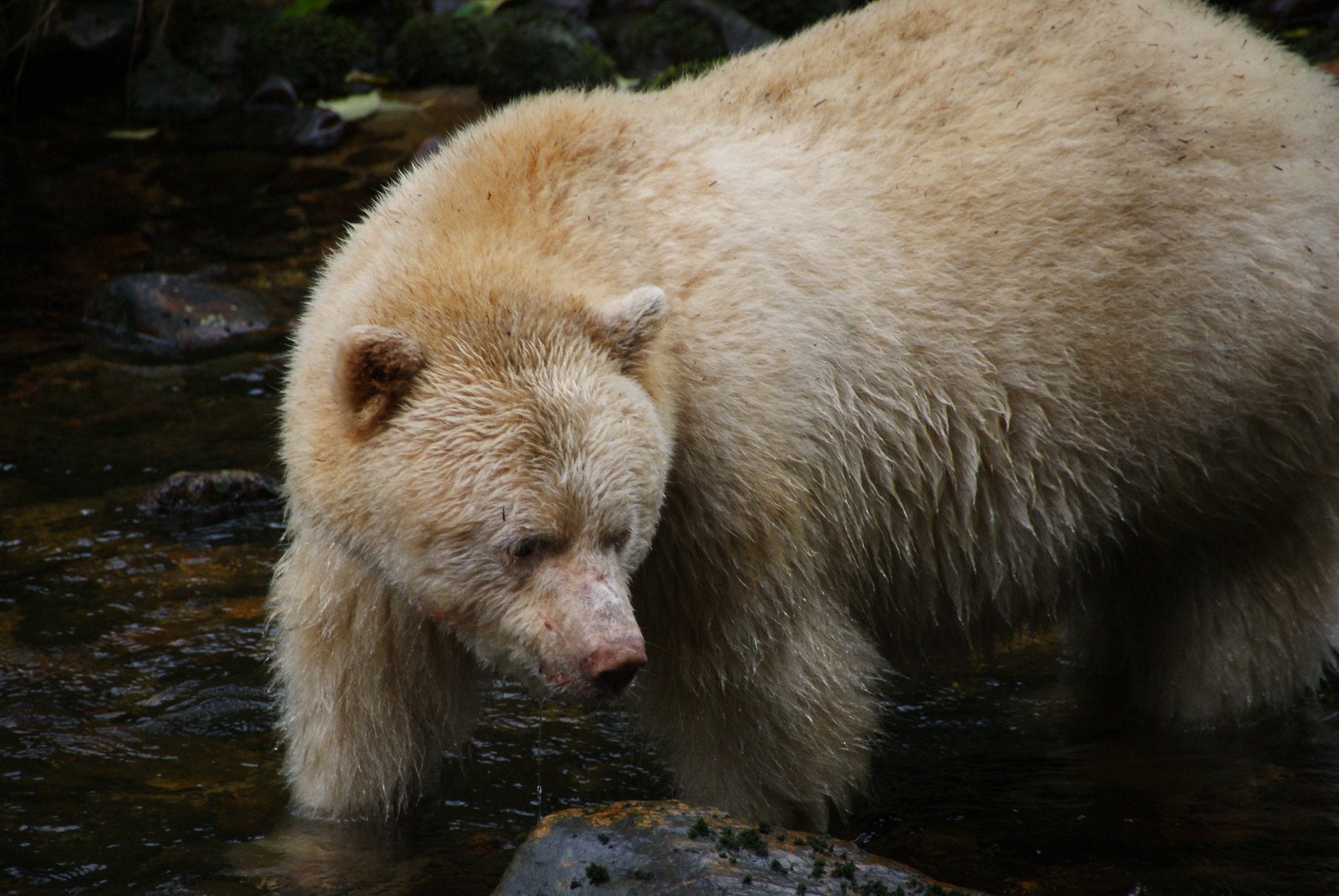 spirit bear-big None
