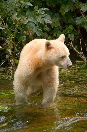 spirit-bear Spirit bear