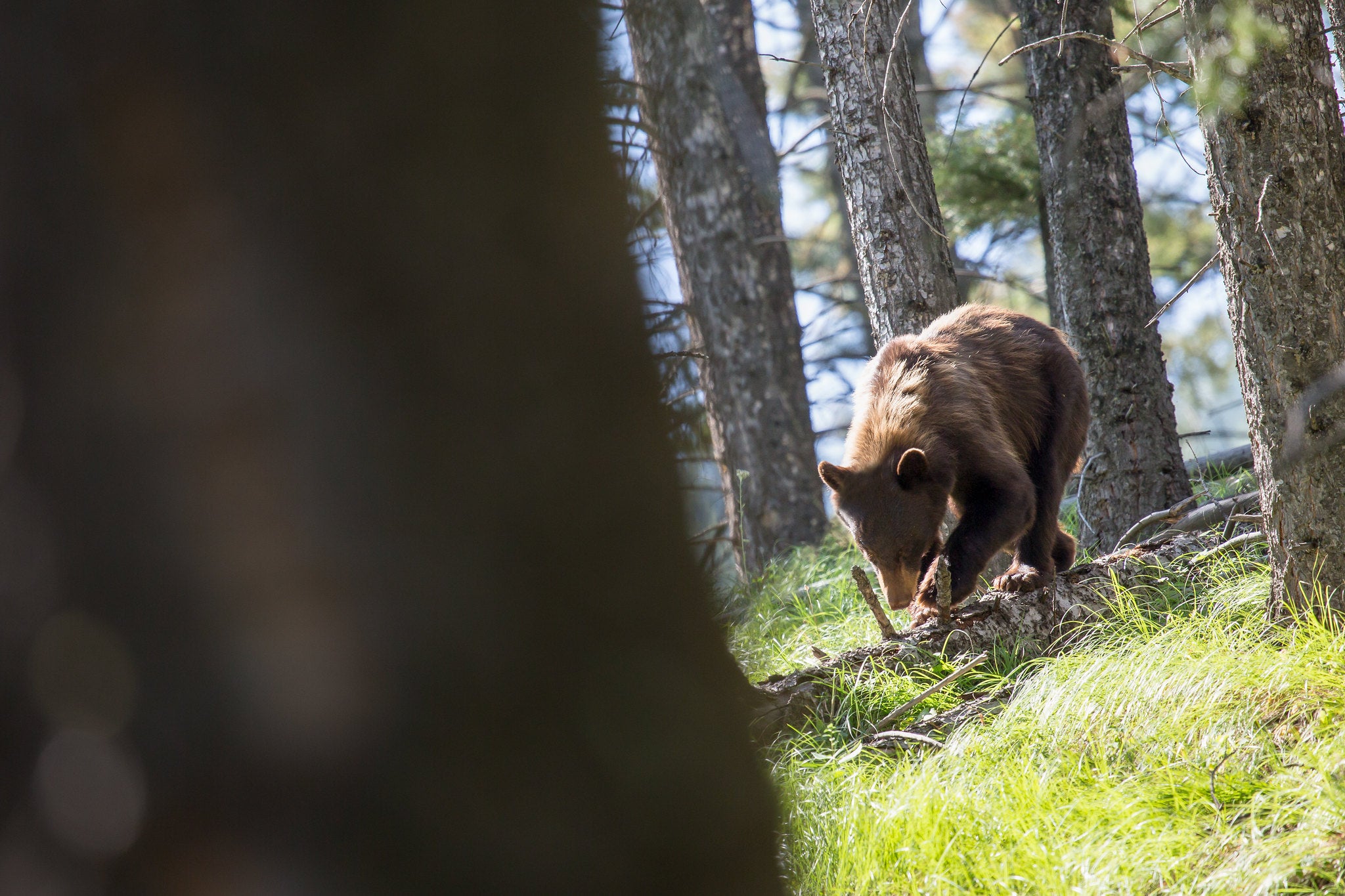 5_PCTC_wildlife watching_brown bear_option 1 Juvenile Brown Bear walking on fallen tree in the forest.