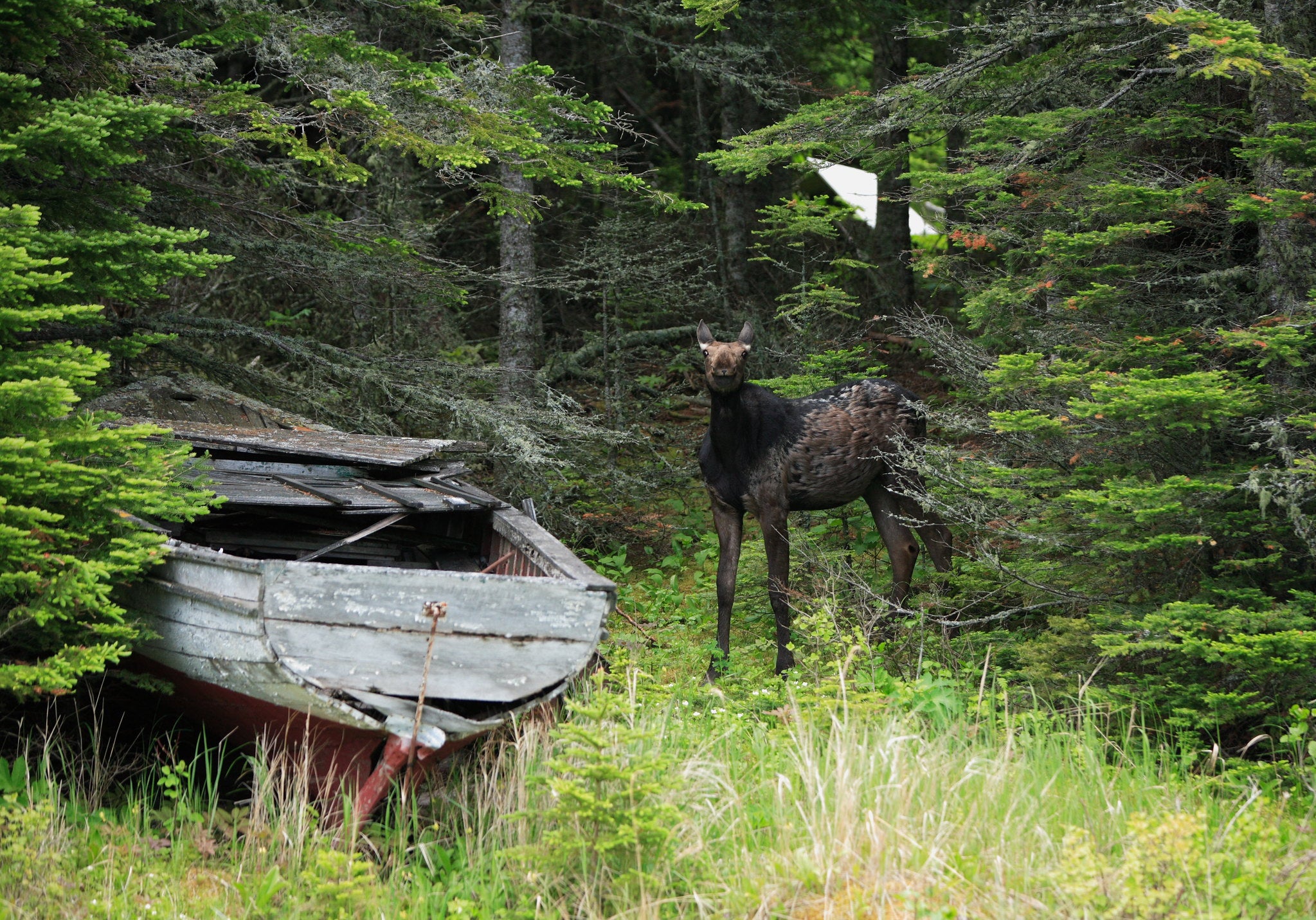 isleroyale-bucketlist Moose Isle Royale